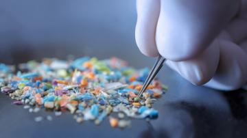 microplastics in testicles can have an impact on your health