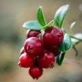 Home Remedy for UTI featuring cranberries on a branch