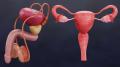 Why consult a urologist? Treatments for women and men. A 3D representation of the female and male reproductive systems.