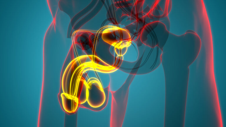 Male anatomy diagram of prostate.