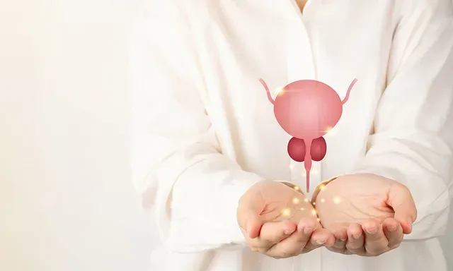 a doctor wearing lab coat has illustrated prostate hovering over their hands